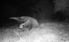 considerado-extinto-ha-130-anos,-tamandua-bandeira-e-visto-em-parque-do-rs;-veja-video