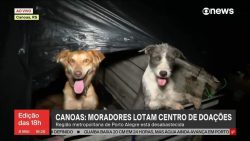 voluntarios-acolhem-pets-resgatados-de-enchentes-no-rs:-‘chegam-muito-nervosos’