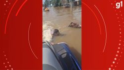 vice-prefeito-de-cidade-do-rs-resgata-cavalo-submerso-em-canoas:-‘jamais-deixariamos-ele-morrer’;-video