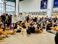 cao-joca:-aeroporto-de-porto-alegre-e-palco-de-protesto-por-morte-de-animal-apos-falha-em-transporte