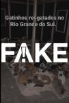 e-#fake-video-que-mostra-abrigo-de-gatos-resgatados-no-rio-grande-do-sul