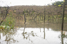 temporais-no-rs-alagam-vinhedos-na-serra-gaucha,-e-produtor-diz:-‘nem-imagino-o-tamanho-do-estrago’