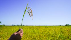 rio-grande-do-sul-e-o-maior-produtor-de-arroz-do-brasil